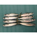 Land Frozen Mackerel Fish